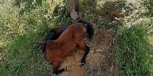 Το κρεμασμένο στην πλαγιά παστουρωμένο άλογο στη Τζια