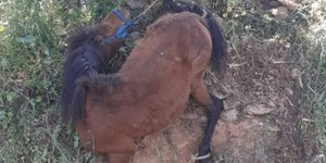 Παστουρωμένο άλογο στην Τζιά