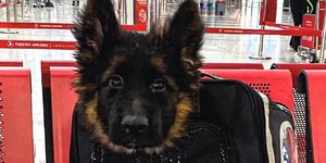 Το κουτάβι που δώρισε η Τουρκία στο Μεξικό 