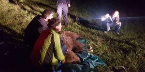 Η αρκούδα ναρκώθηκε για να την απελευθερώσουν