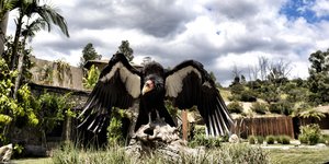 κονδορας ανοιχτα φτερα