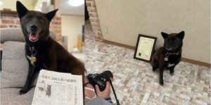 O θηλυκός σκύλος Κούμε, που έσωσε θύμα καρδιακού επεισοδίου στην Ιαπωνία