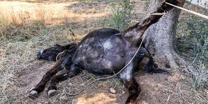 Νεκρό γαϊδουράκι που πιάστηκε από το σχοινί που ήταν δεμένο στο Κορωπί