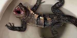 H πρώτη αντίδραση του ιγκουάνα όταν το εντόπισε ο 58χρονος στη λεκάνη της τουαλέτας του 