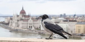 Συχνές είναι οι επιθέσεις που δέχονται πολίτες στη Βουδαπέστη από κοράκια