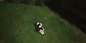 Αστυνομικός επιτέθηκε βάναυσα στο 5 μηνών κουτάβι του