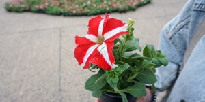 Ένα λουλούδι για τη Γιορτή της Μητέρας 