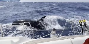 Όρκα πλέει δίπλα σε σκάφος, προτού εξαπολύσει επίθεση