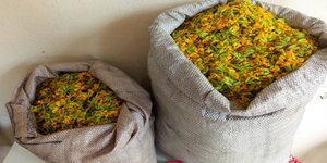 Παράνομη συλλογή αρωματικού-θεραπευτικού φυτού