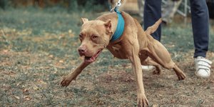 Καφέ pitbull
