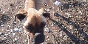 Η Νίκη, ο σκύλςο που βρέθηκε αποστεωμένος και δεμένος σε παραλία στη Ζαχάρω