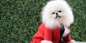 Ο σκύλος του Pet Gala