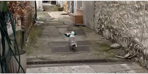 Ο γλάρος-«κλέφτης» της Θάσου