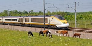 Τρένο περνά δίπλα από αγελάδες