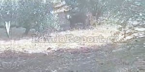 Αγριογούρουνα μέρα-μεσημέρι σε χωράφι στη Λαμία