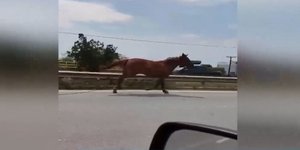 Χαλκιδική άλογα