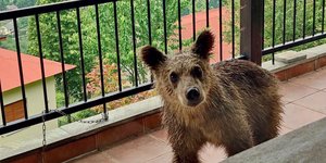 Αρκουδάκι μπαλκόνι σπίτι Τρίκαλα
