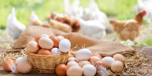 Η κότα έκανε το αυγό ή το αυγό την κότα; 