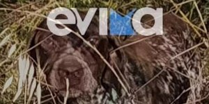 Καταγγελία για κακοποίηση σκύλου στην Εύβοια