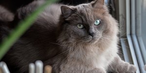 Νεαρή γυναίκα αποφάσισε να βαλσαμώσει τη γάτα της ώστε να την έχει για πάντα μαζί της