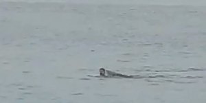 Η στιγμή που καρχαρίας σκοτώνει 24χρονο Ρώσο σε θάλασσα της Αιγύπτου