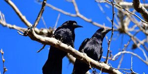 Κοράκια σε δέντρο