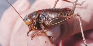 «Γρύλοι μορμόνοι» πλήττουν πόλη στη Νεβάδα / Φωτογραφία αρχείου: AP Photo