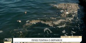 νεκρά ποντίκια Θερμαϊκός θάλασσα επιπλέουν Θεσσαλονίκη