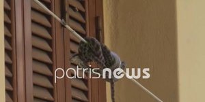 Οχιά βρέθηκε σε σκοινί απλώματος ρούχων στην Αμαλιάδα/ Φωτογραφία: patrisnews.com