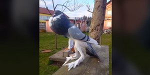 Σοκ στο TikTok με το «μεταλλαγμένο περιστέρι»