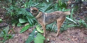 Γουίλσον ο σκύλος που βρήκε τα παιδιά στην ζούγκλα και αγνοείται στον Αμαζόνιο