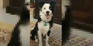 Σκύλος «φαινόμενο» στη Μύκονο