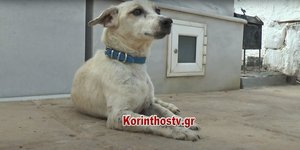 Σκύλος κοιμάται στον τάφο του ανθρώπου που τον μεγάλωσε στην Κορινθία
