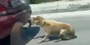 Ο σκύλος ήταν δεμένος στον κοτσαδόρο του αυτοκινήτου