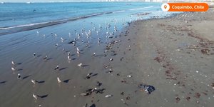 Χιλιάδες νεκρά πτηνά στις βόρειες ακτές της Χιλής