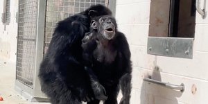 O χιμπατζής Βανίλα βλέπει για πρώτη φορά τον ουρανό 