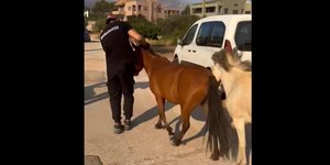 Φωτιά Σαρωνίδα Άλογα