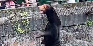 Αρκούδα σε ζωολογικό κήπο της Κίνας