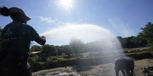 Γυναίκα δροσίζει ελέφαντα