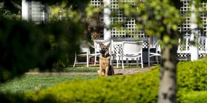 Κομάντερ, ο σκύλος του Τζο Μπάιντεν