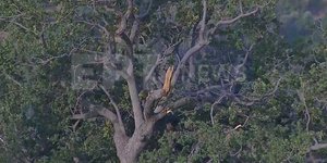 δέντρο Καναντέρ Canadair συντριβή Κάρυστος