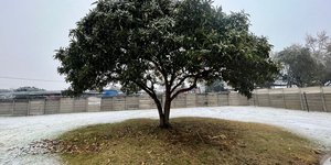 Χιόνι γύρω  από δέντρο