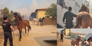 Εκκένωση ιππικού ομίλου στην Ανάβυσσο 