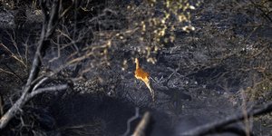 Συγκλονίζει η εικόνα από τη Ρόδο: Ελάφι τρέχει σε καμένο δάσος