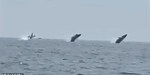 Τρεις μεγάπτερες φάλαινες κολυμπούν συγχρονισμένα ανοικτά του Κέιπ Κοντ της Μασαχουσέτης