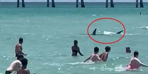 O καρχαρίας κολυμπούσε ανάμεσα στους λουόμενους σε παραλία της Φλόριντα