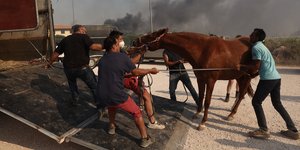 Κάηκε καταφύγιο ζώων στο Λαγονήσι / Φωτογραφία: INTIME