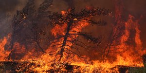 Τυνησία: Τέθηκαν υπό έλεγχο οι πυρκαγιές που μαίνονταν σε διάφορες περιοχές 