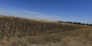 Κατεστραμμένες σοδειές λόγω του καύσωνα στη Γαλλία