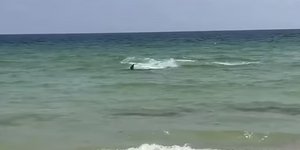 Καρχαρίας προκάλεσε πανικό σε παραλία στη Φλόριντα
